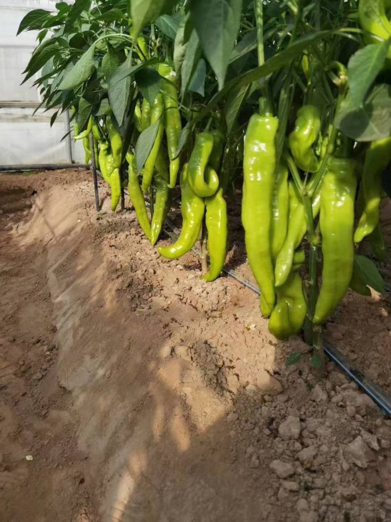 高品质！大货猛椒108辣椒种子尖椒种子耐热耐湿特抗病