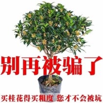 桂花树苗桂花苗盆栽室内外庭院花卉绿植金桂丹桂沉香桂四季桂