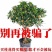 桂花树苗桂花苗盆栽室内外庭院花卉绿植金桂丹桂沉香桂四季桂