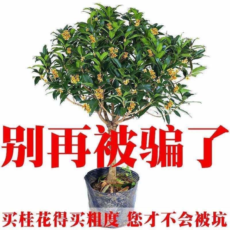 桂花树苗桂花苗盆栽室内外庭院花卉绿植金桂丹桂沉香桂四季桂