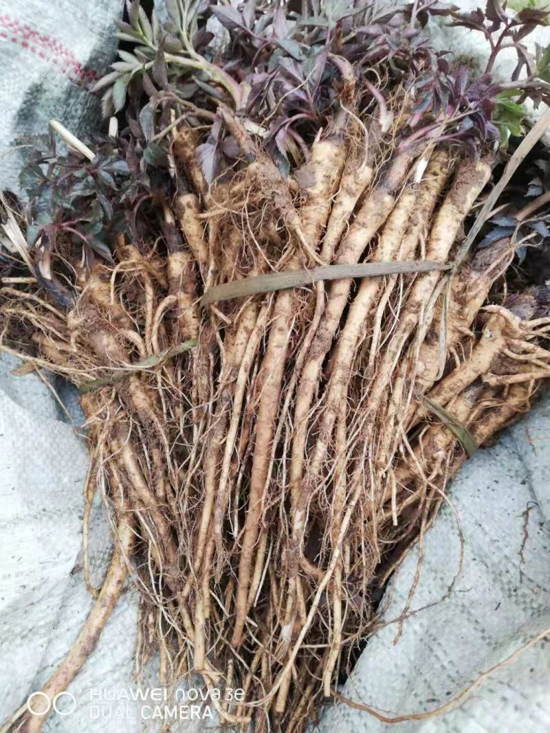 甘肃肉独活种苗产地，现挖现卖，质量杠杠的