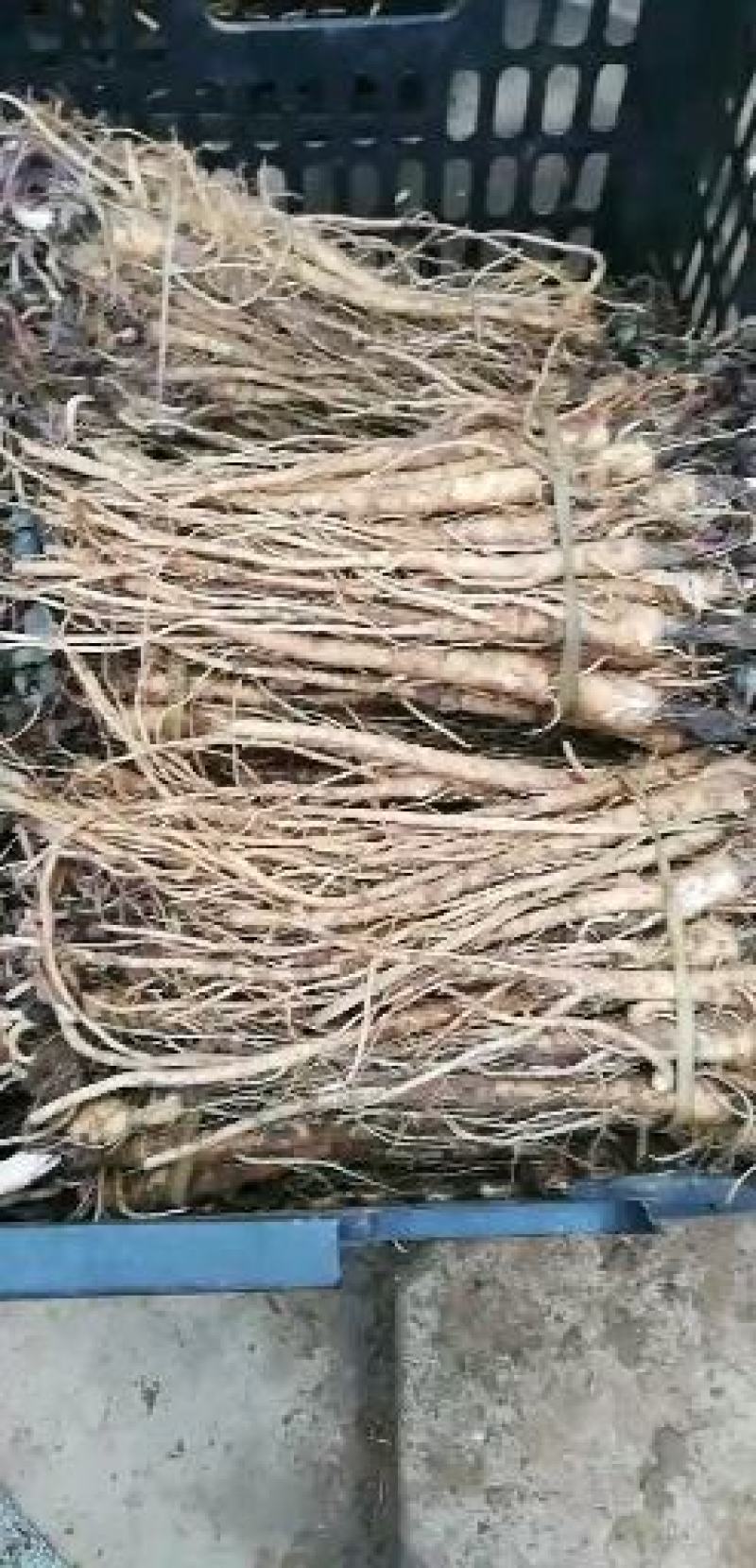 甘肃肉独活种苗产地，现挖现卖，质量杠杠的