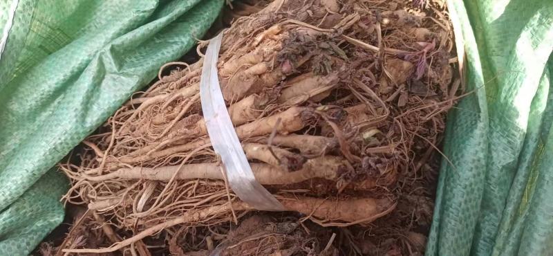 甘肃肉独活种苗产地，现挖现卖，质量杠杠的