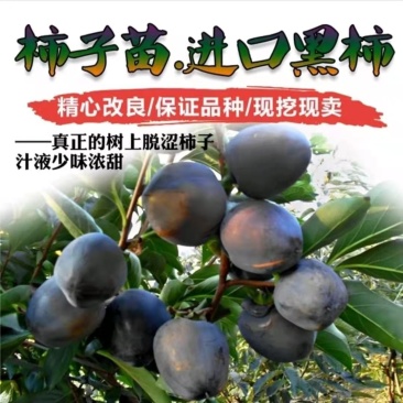 柿子苗黑柿子苗巧克力黑柿脆甜可口保质量包成活