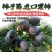 柿子苗黑柿子苗巧克力黑柿脆甜可口保质量包成活