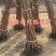 柿子苗黑柿子苗巧克力黑柿脆甜可口保质量包成活