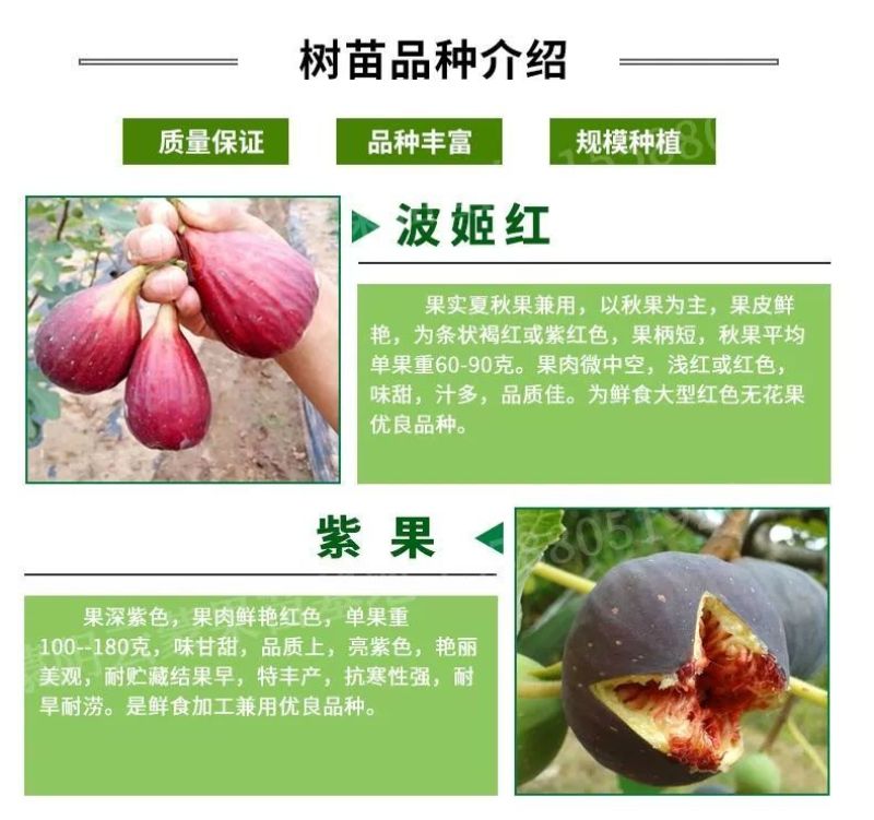 无花果苗芭劳奈波姬红大青皮斯特拉基地现挖现发