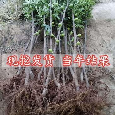 无花果苗芭劳奈波姬红大青皮斯特拉基地现挖现发