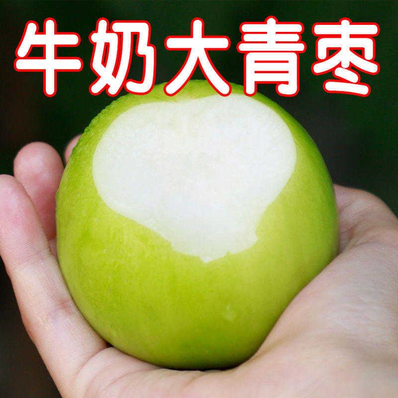 沾化冬枣苗个大脆甜葫芦枣金丝枣包成活提供技术管理