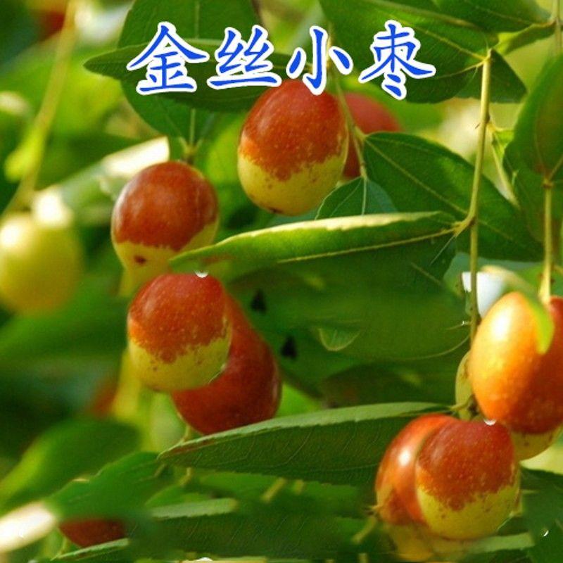 沾化冬枣苗个大脆甜葫芦枣金丝枣包成活提供技术管理