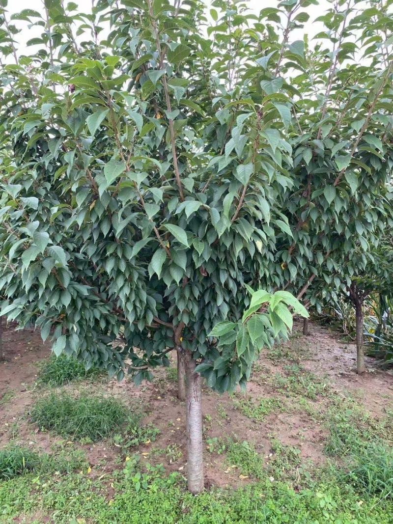 晚樱樱花，8-12的樱花