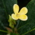 桂花树苗桂花苗盆栽室内外庭院花卉绿植金桂丹桂沉香桂四季桂