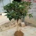 桂花树苗桂花苗盆栽室内外庭院花卉绿植金桂丹桂沉香桂四季桂