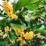 桂花树苗桂花苗盆栽室内外庭院花卉绿植金桂丹桂沉香桂四季桂