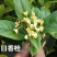 桂花树苗桂花苗盆栽室内外庭院花卉绿植金桂丹桂沉香桂四季桂