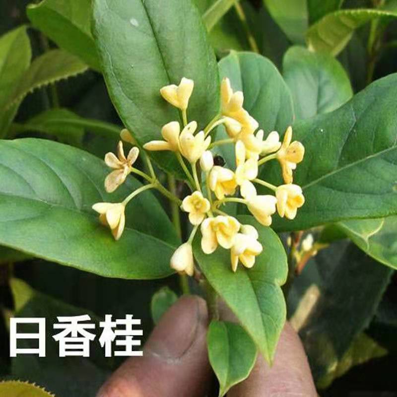 桂花树苗桂花苗盆栽室内外庭院花卉绿植金桂丹桂沉香桂四季桂