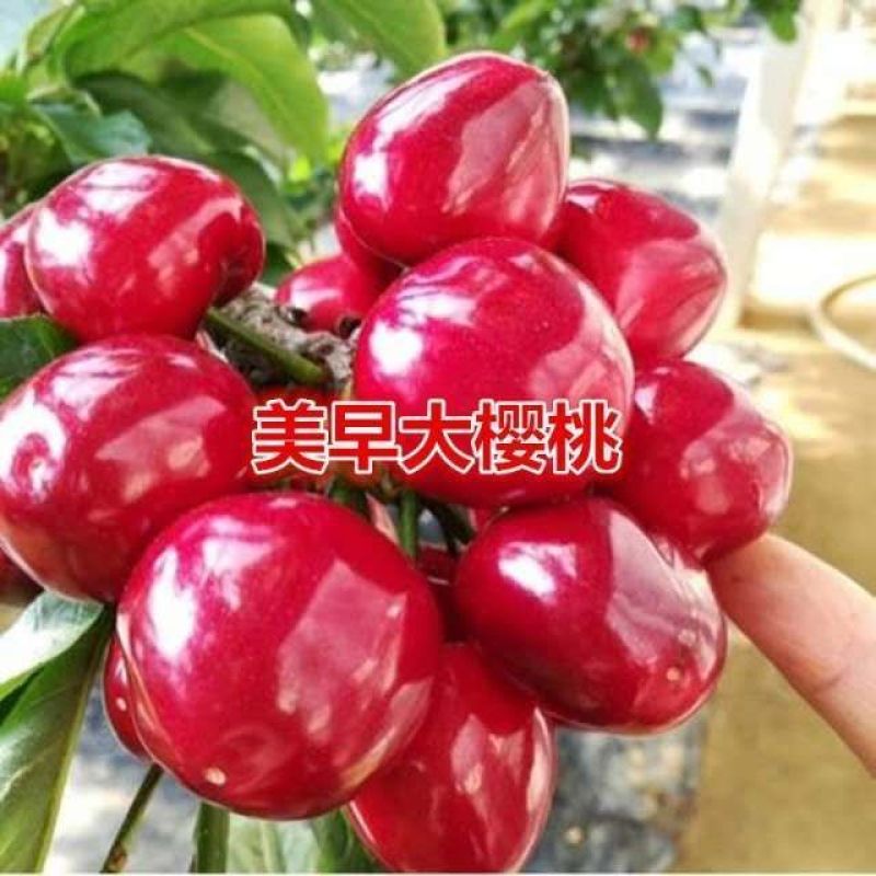 樱桃苗俄罗斯八号黑珍珠美早包成活提供技术管理