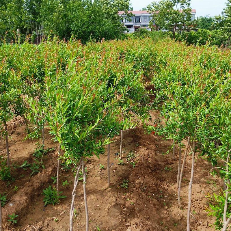 突尼斯软籽石榴树苗蒙阳红无籽大果包成活提供技术