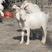 纯种美国白山羊苗小羊羔活羊宠物母羊崽子公羊种羊羔养殖的羊