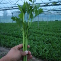 西芹50公分到70公分优质中细颗芹菜可视频看货
