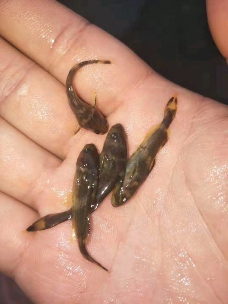 牛尾巴鱼苗乌苏里拟鲿江河鱼品种