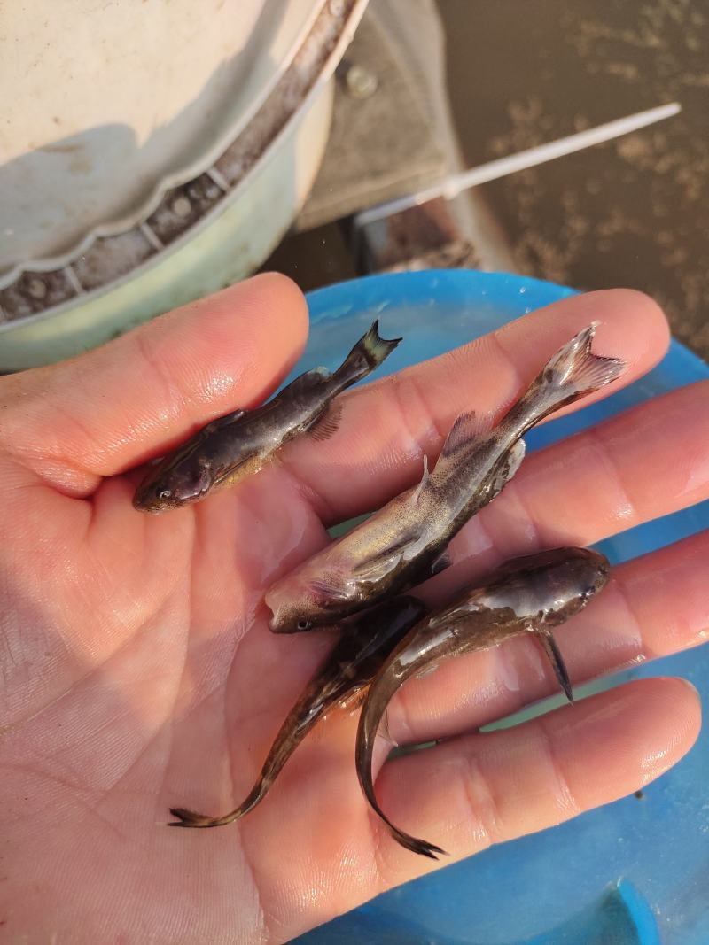 牛尾巴鱼苗乌苏里拟鲿江河鱼品种