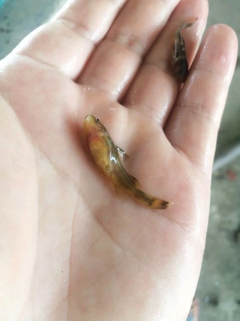牛尾巴鱼苗乌苏里拟鲿江河鱼品种