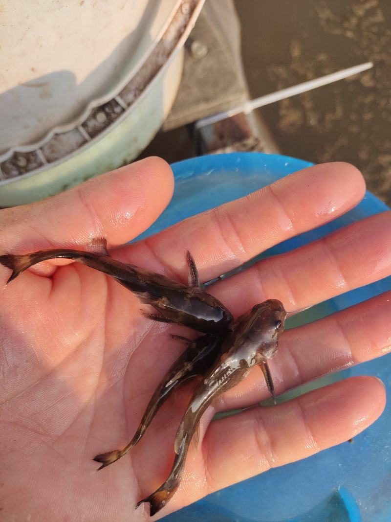 牛尾巴鱼苗乌苏里拟鲿江河鱼品种