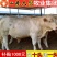 【货源充足】小种牛纯种西门塔种牛进口种牛肉牛种牛