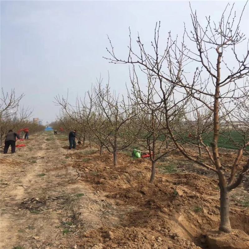 秋月梨树成品树