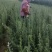 一年生白柠条苗（大锦鸡儿）40公分以上的混级苗