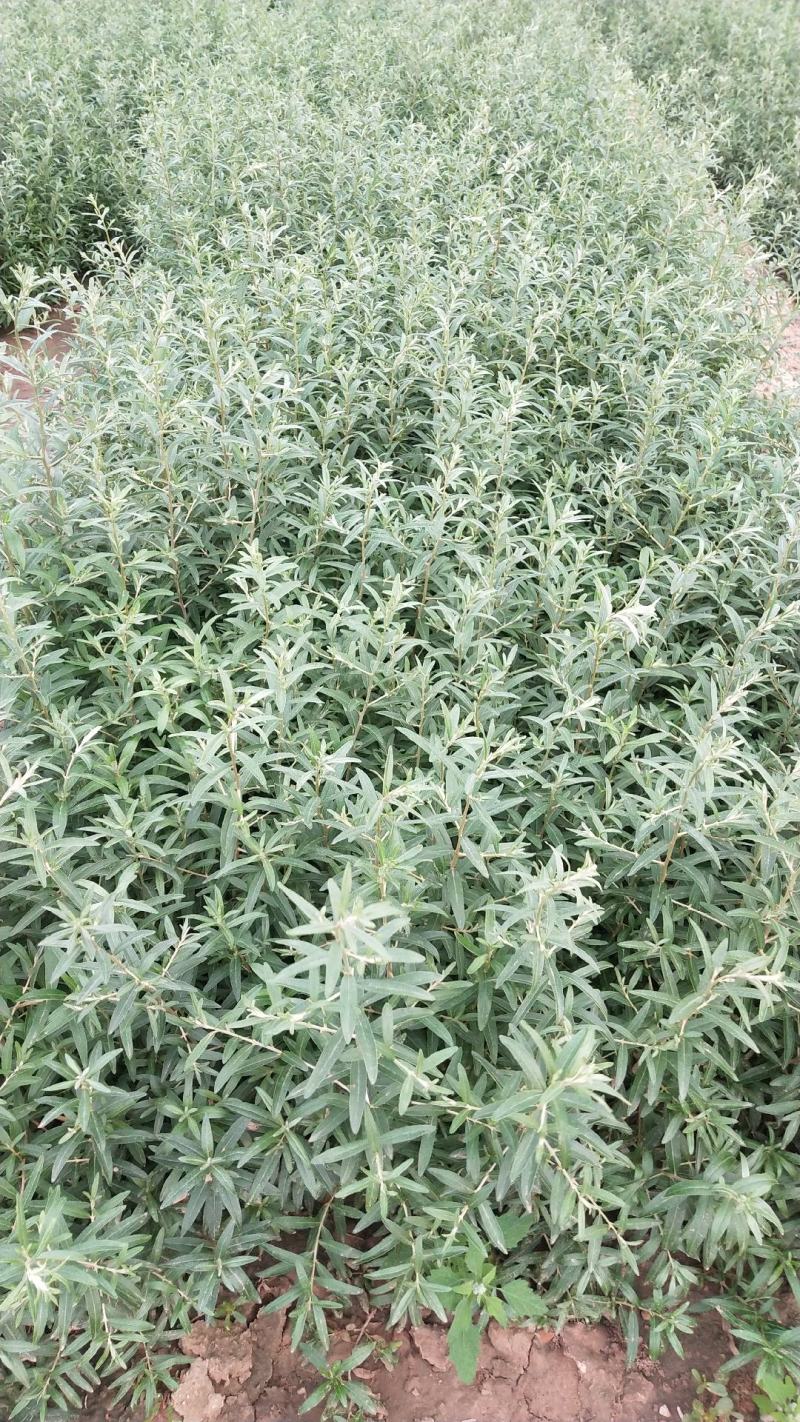 一年生白柠条苗（大锦鸡儿）40公分以上的混级苗