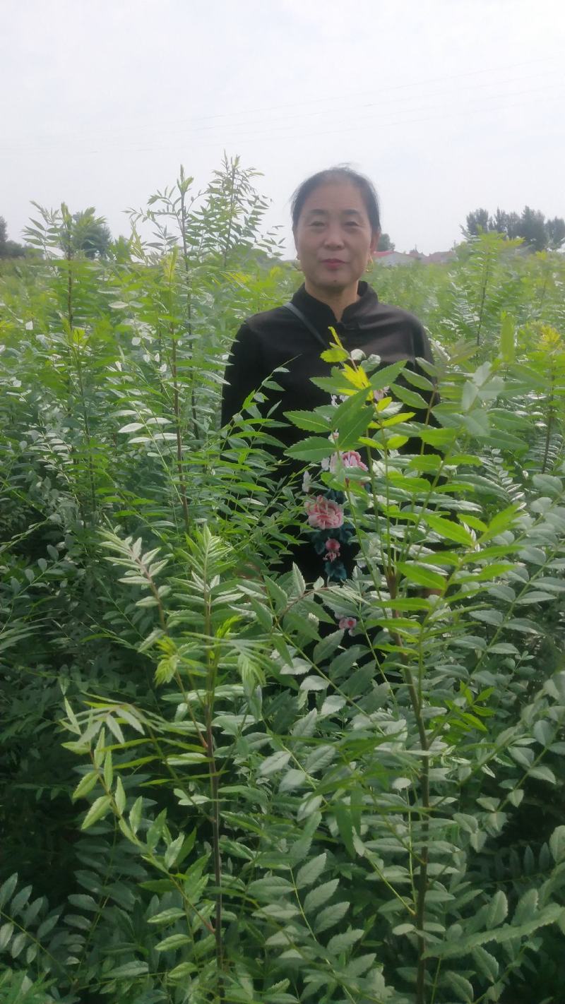一年生白柠条苗（大锦鸡儿）40公分以上的混级苗