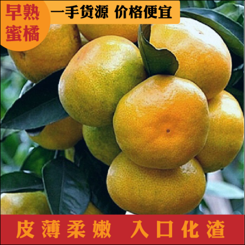 特早蜜橘湖北蜜橘早熟叶橘产地供货大量上市.诚信经营.田头