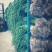 精品红根蒜苗大量上市