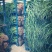 精品红根蒜苗大量上市