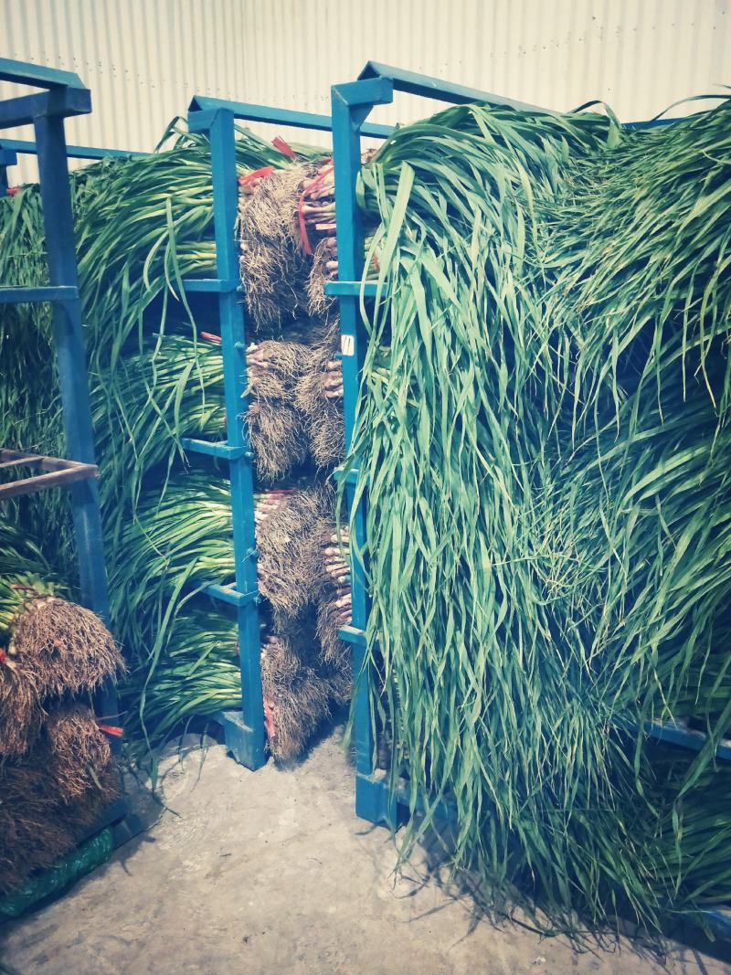 精品红根蒜苗大量上市