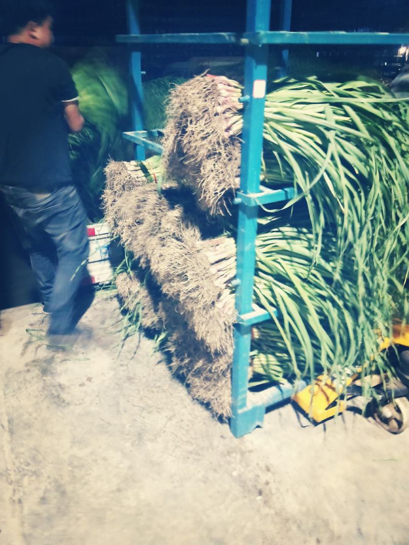 精品红根蒜苗大量上市