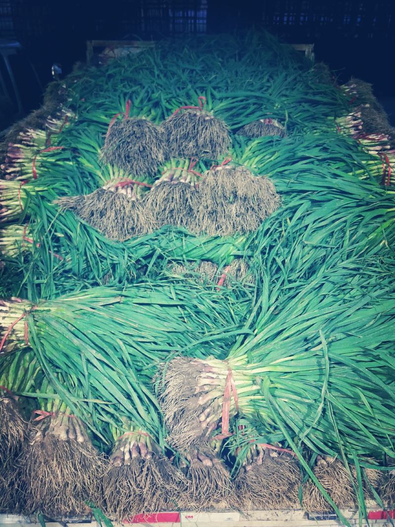 精品红根蒜苗大量上市