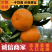 湖北优选柑桔.精品叶橘特早蜜橘一手货源现采现发诚信经营