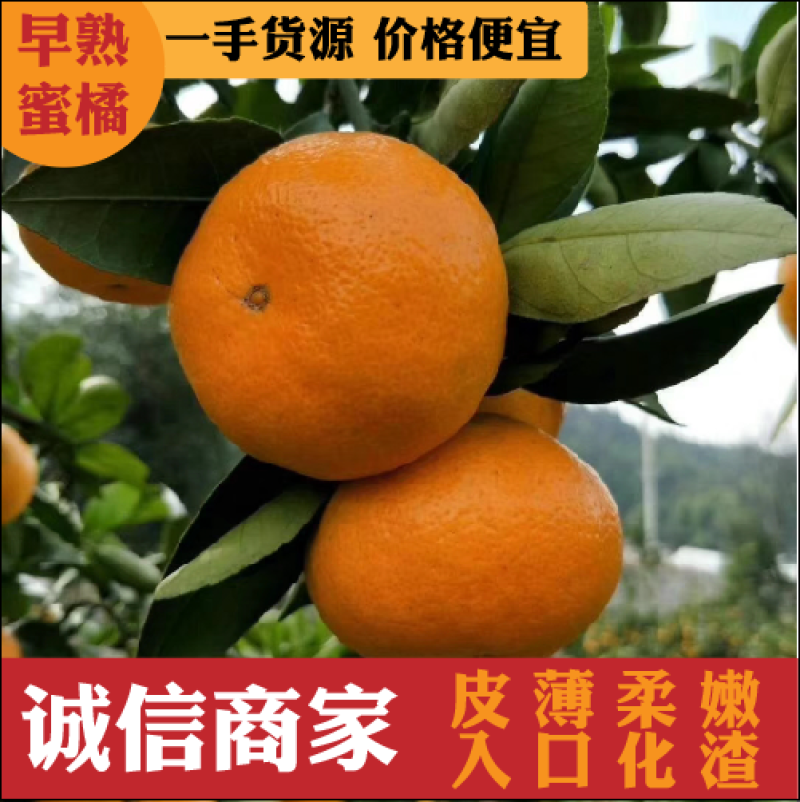 湖北优选柑桔.精品叶橘特早蜜橘一手货源现采现发诚信经营