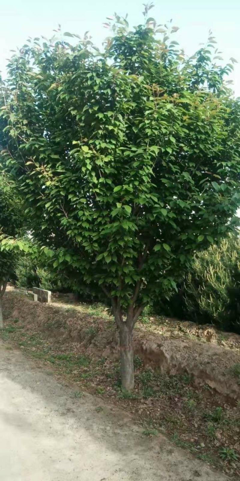 低分支樱花