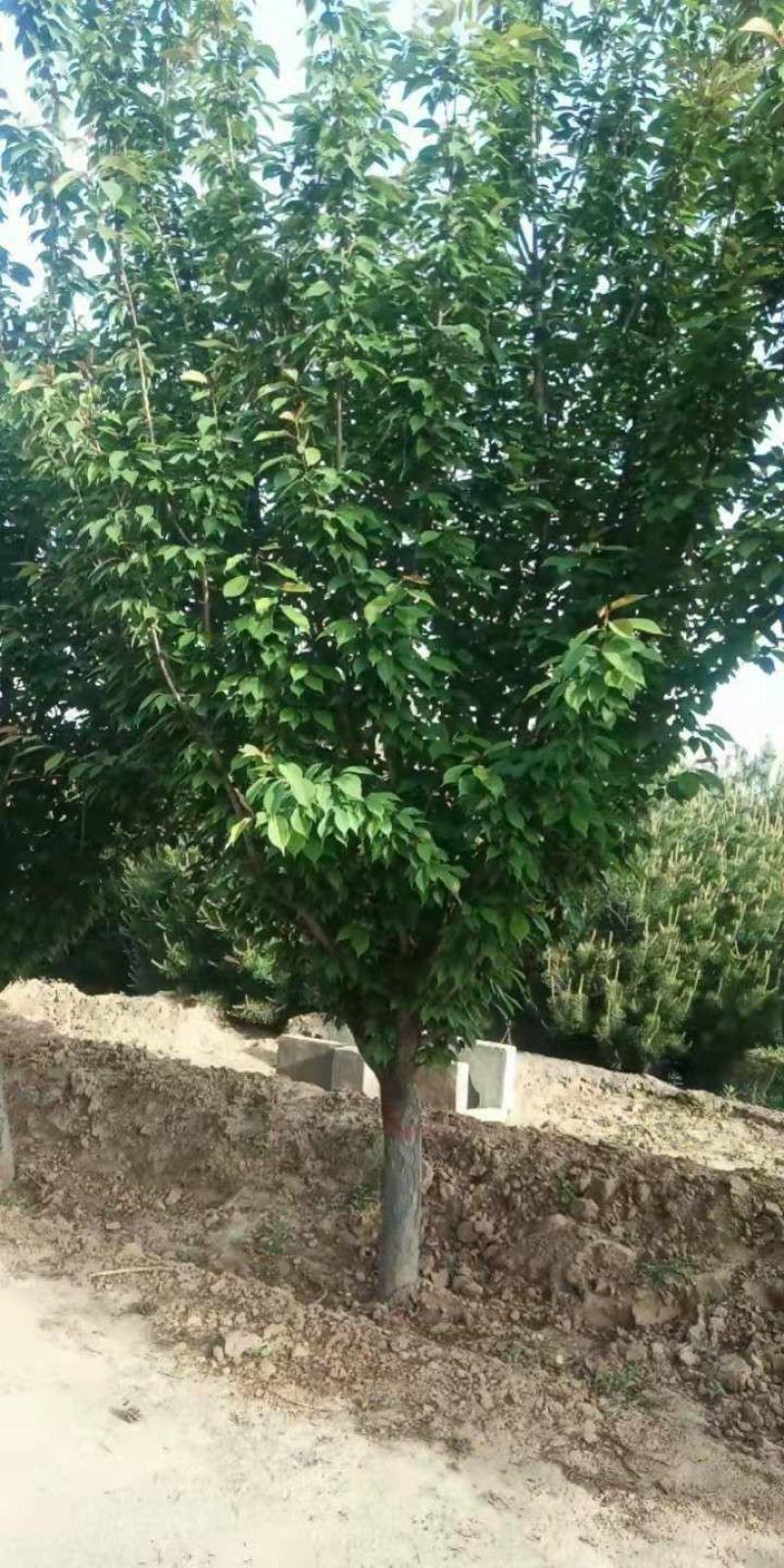 低分支樱花