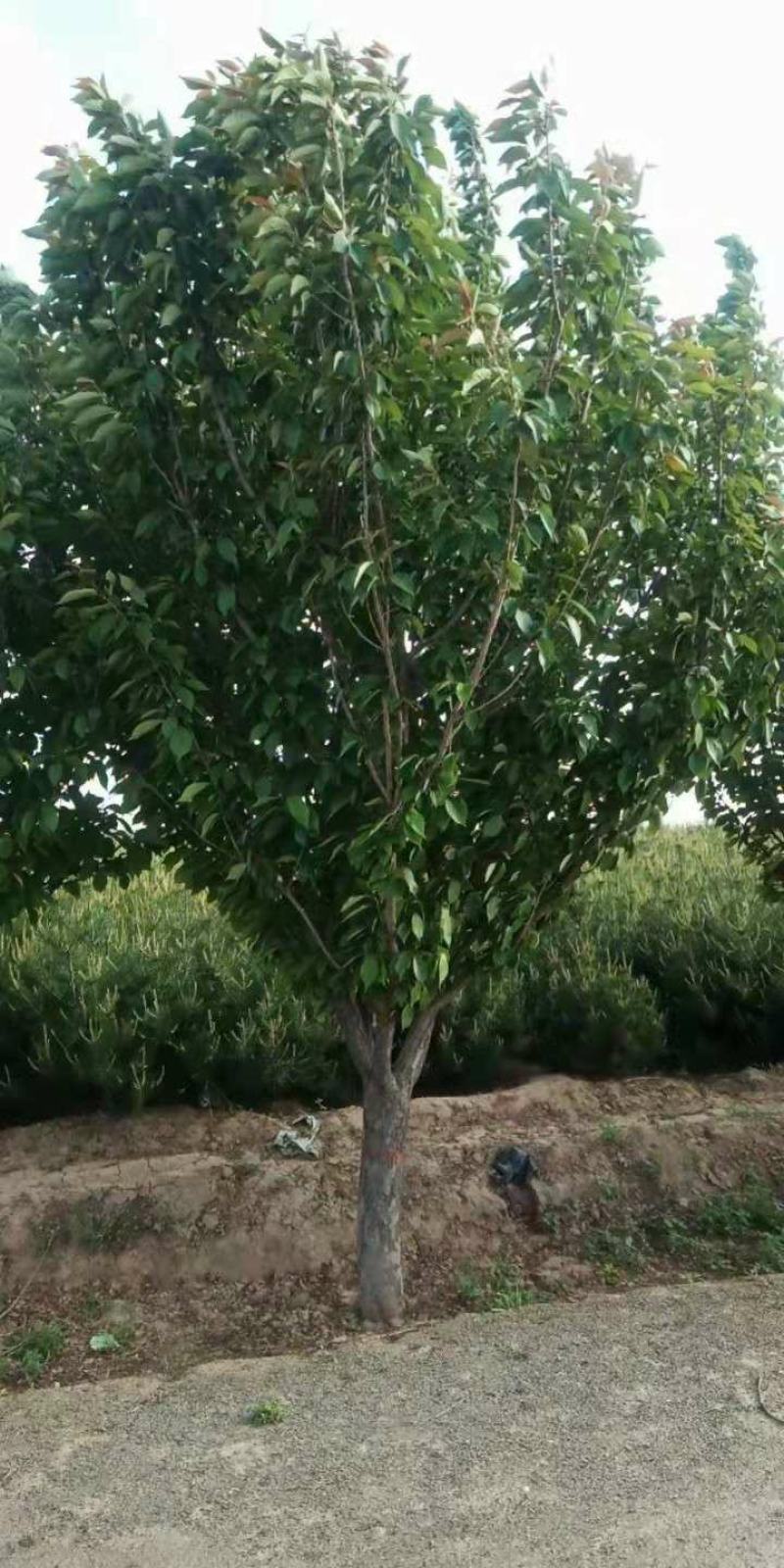 低分支樱花
