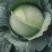 双龙三号莲花菜甘肃靖远包菜色泽鲜艳口感好爱