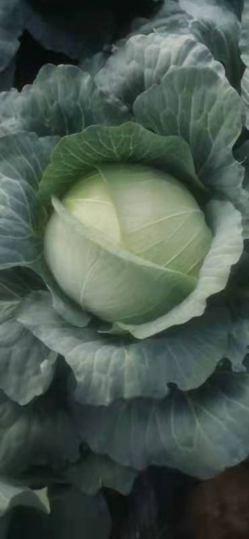双龙三号莲花菜甘肃靖远包菜色泽鲜艳口感好爱