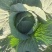 双龙三号莲花菜甘肃靖远包菜色泽鲜艳口感好爱