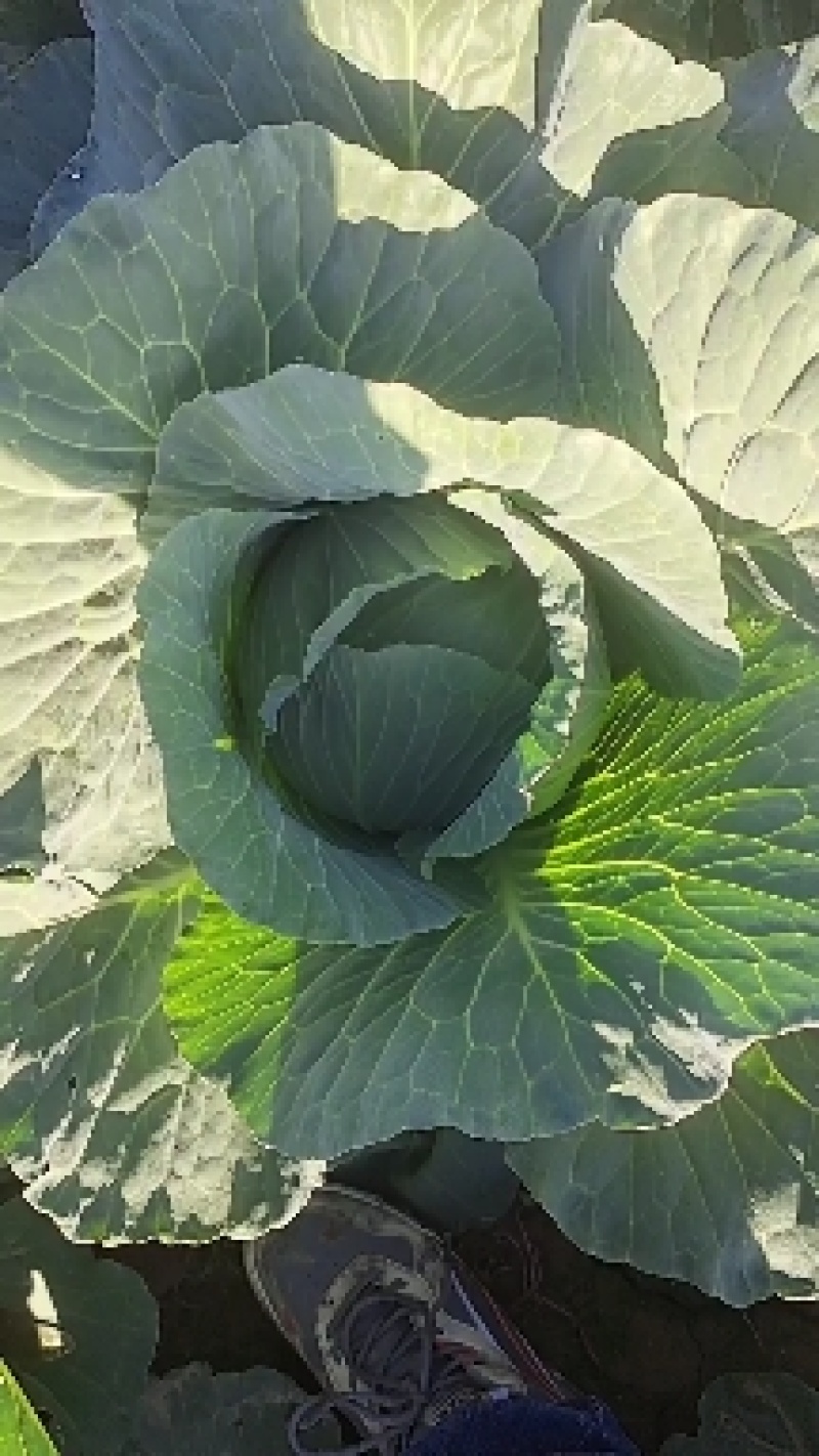 双龙三号莲花菜甘肃靖远包菜色泽鲜艳口感好爱