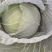 双龙三号莲花菜甘肃靖远包菜色泽鲜艳口感好爱