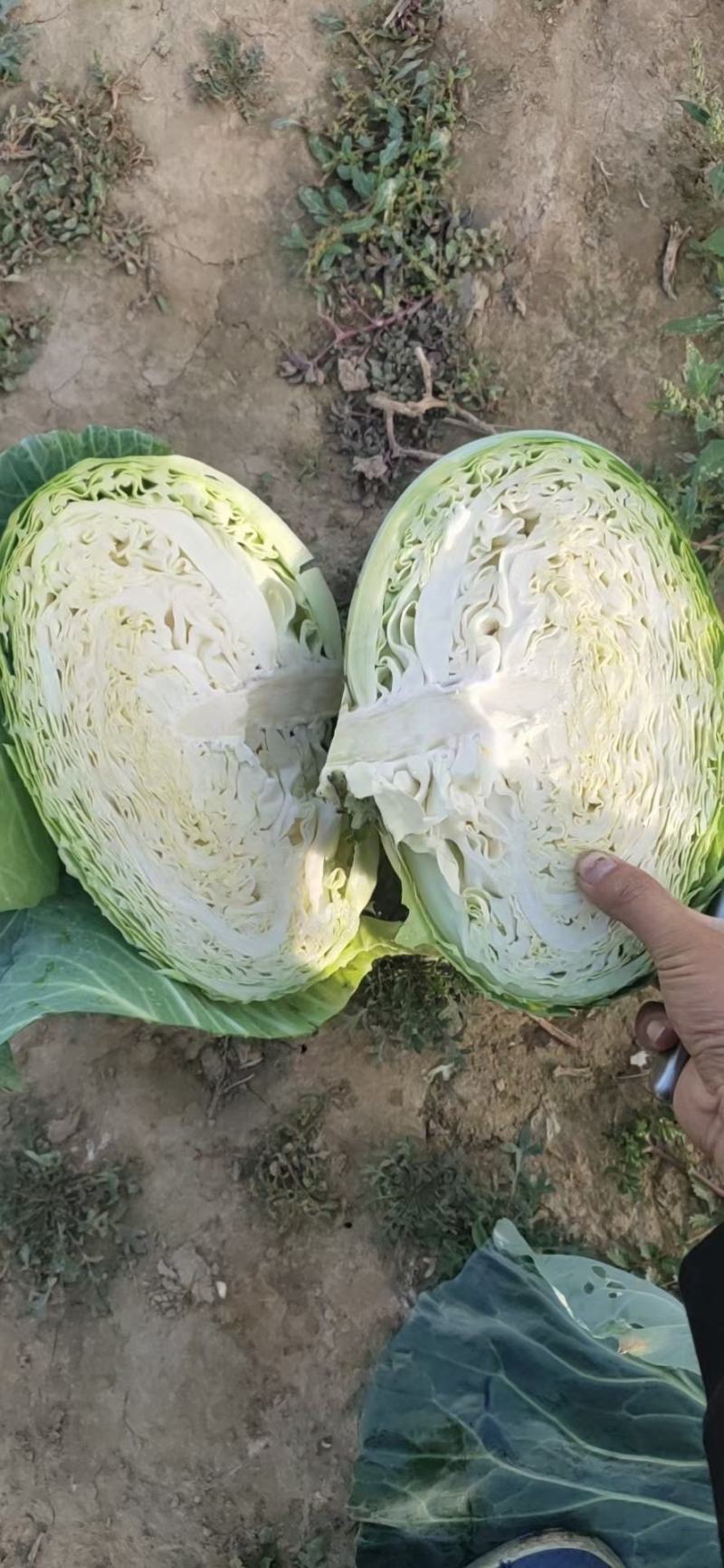 双龙三号莲花菜甘肃靖远包菜色泽鲜艳口感好爱
